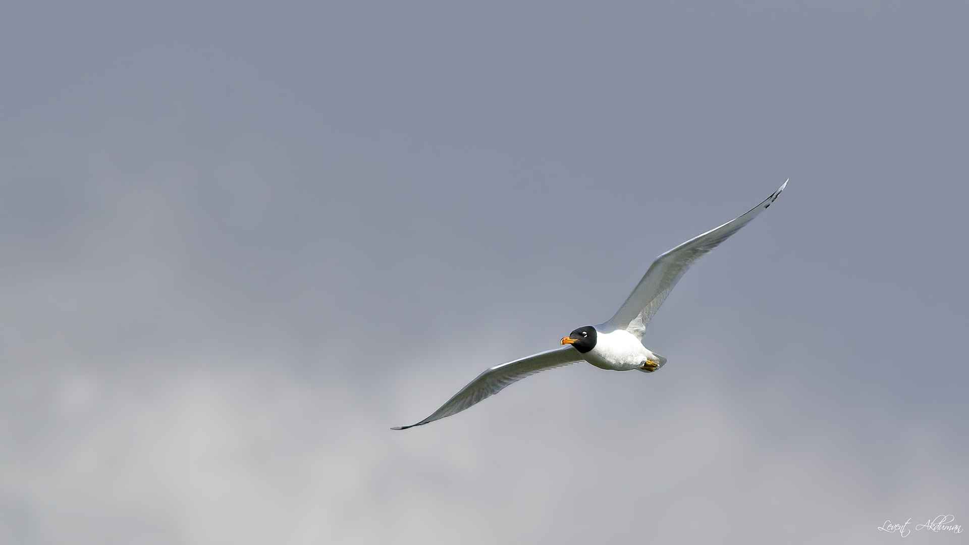 Pallas's Gull